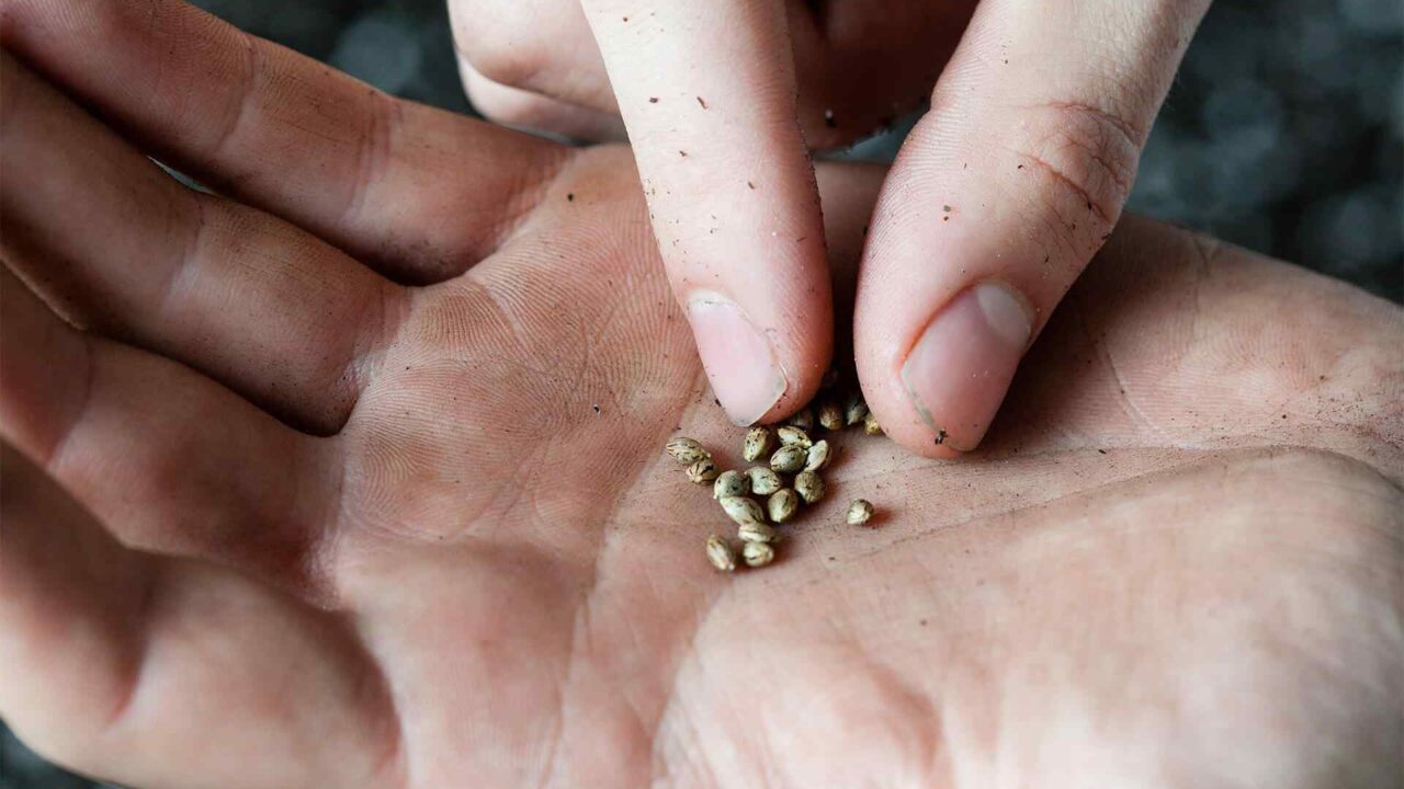 Marijuana Legalization Status in the USA