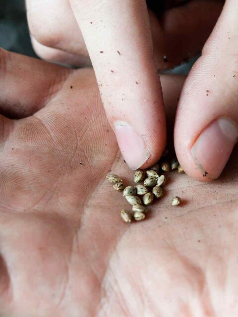 Marijuana Legalization Status in the USA